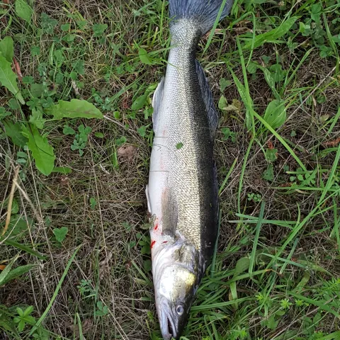 Zander