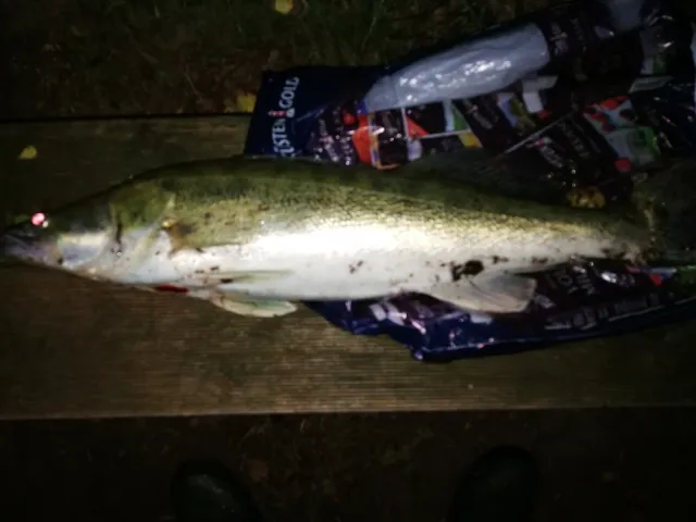 Zander
