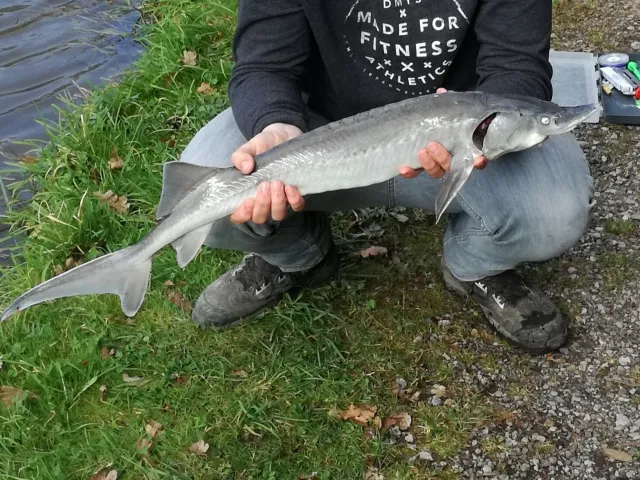 Stör