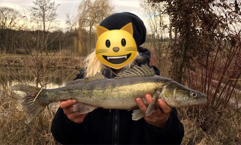 Zander
