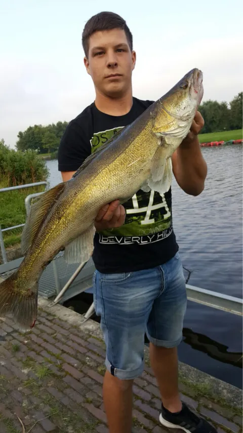 Zander