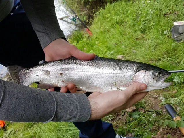 Regenbogenforelle