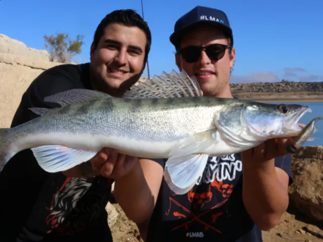 Zander