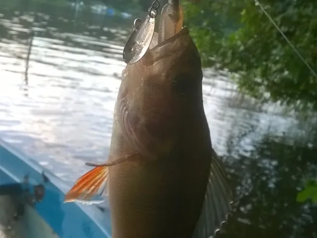 Flussbarsch