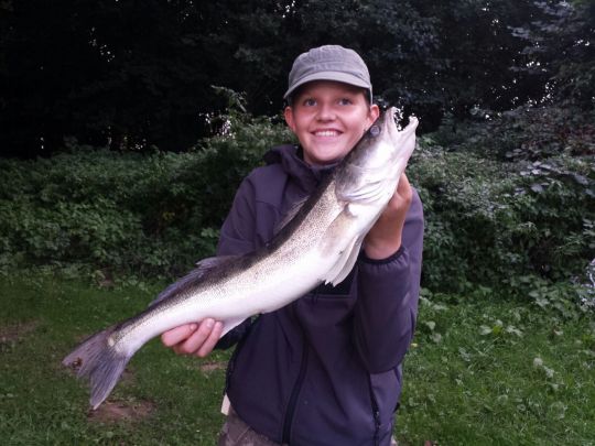 Zander