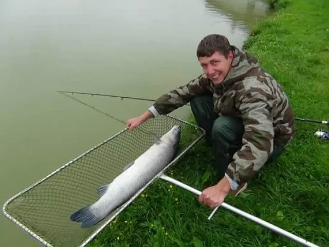 Graskarpfen