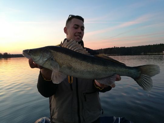Zander