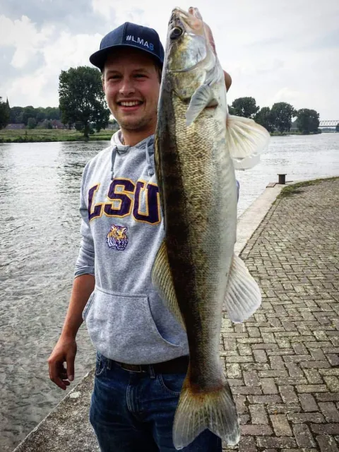 Zander
