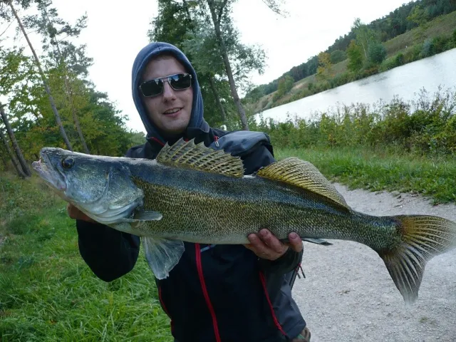 Zander