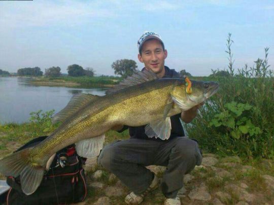 Zander