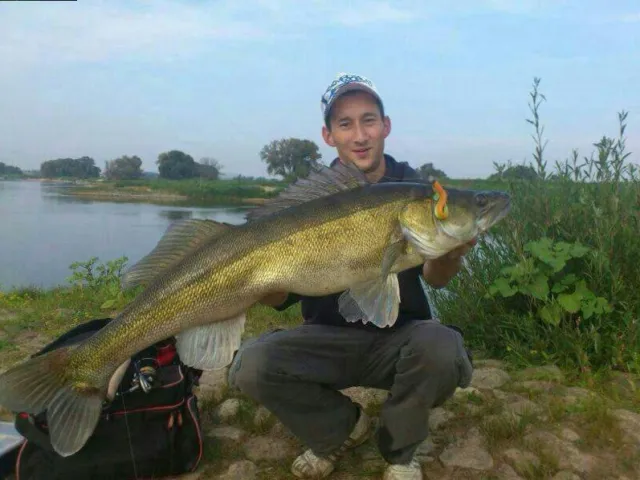 Zander
