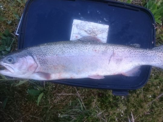 Regenbogenforelle
