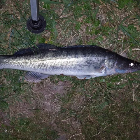 Zander