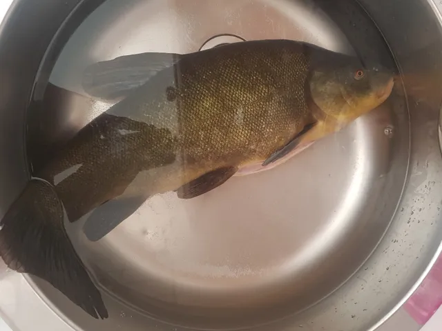 Schleie