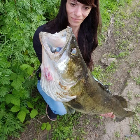 Zander
