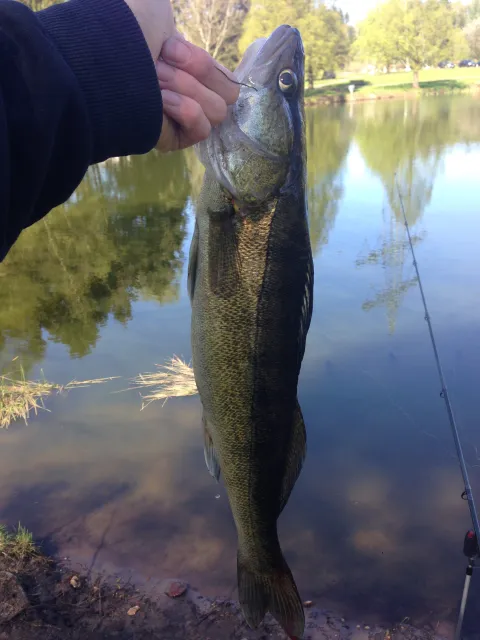 Zander