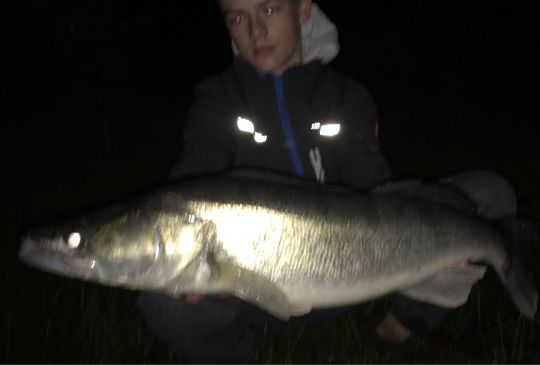 Zander
