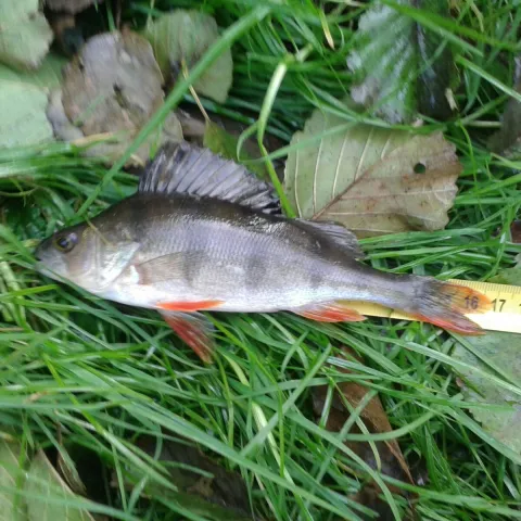 Flussbarsch