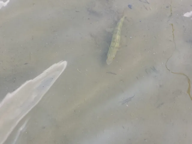 Flussbarsch