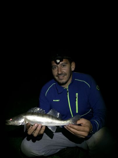 Zander