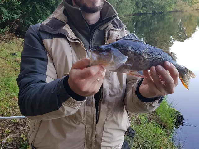 Flussbarsch