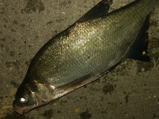 Brachse