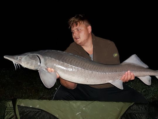 Stör