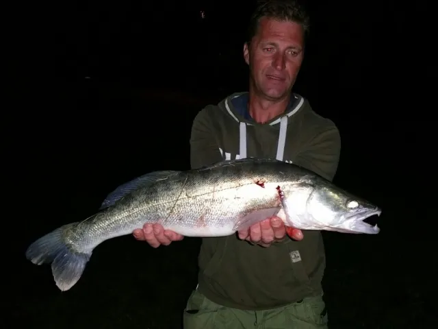 Zander