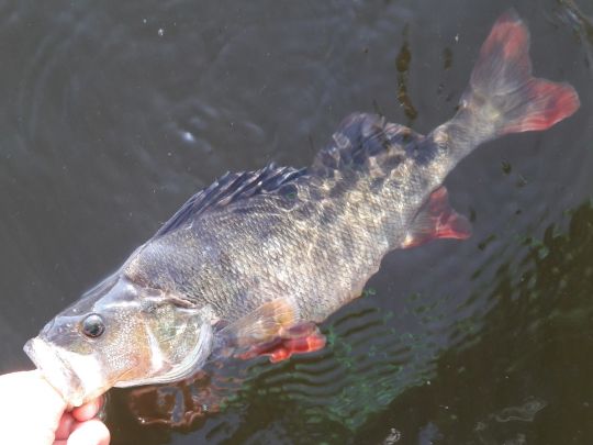 Flussbarsch