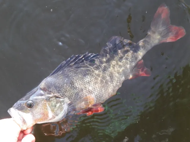 Flussbarsch