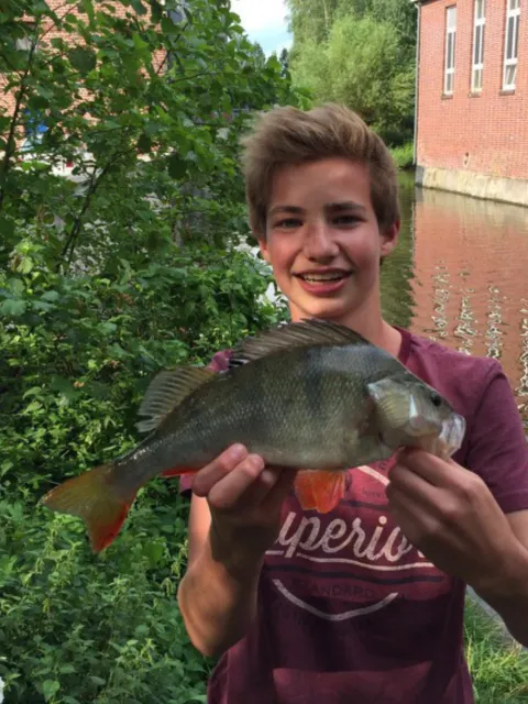 Flussbarsch