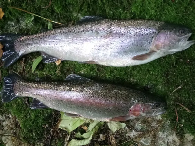 Regenbogenforelle
