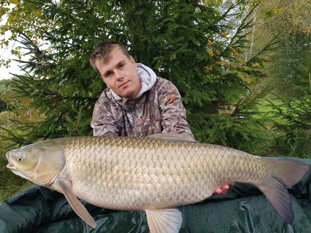 Graskarpfen