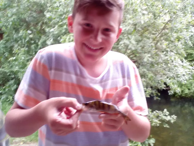 Flussbarsch