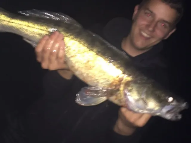 Zander