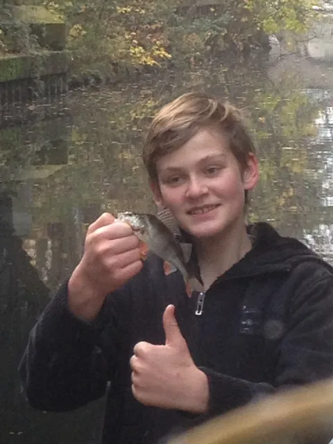 Flussbarsch