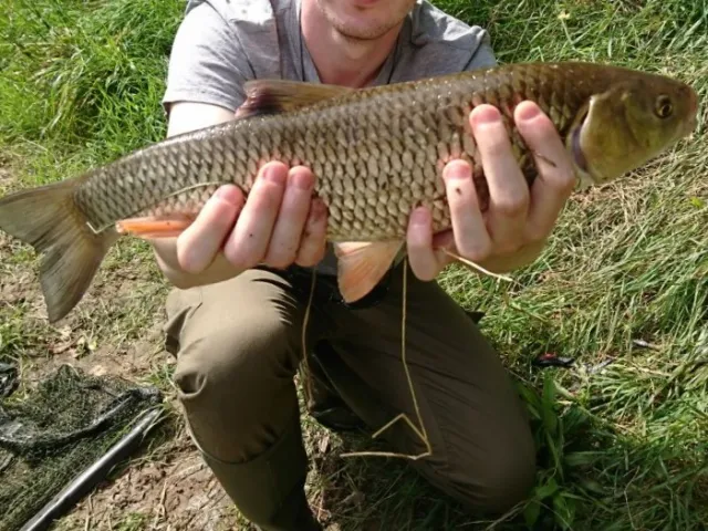 Döbel