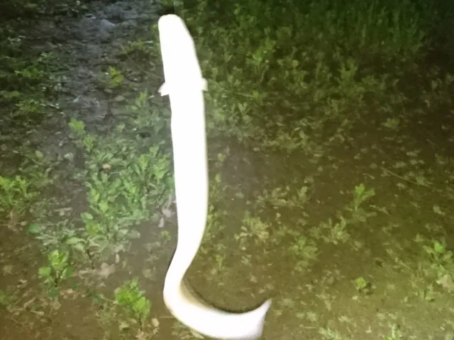 Aal
