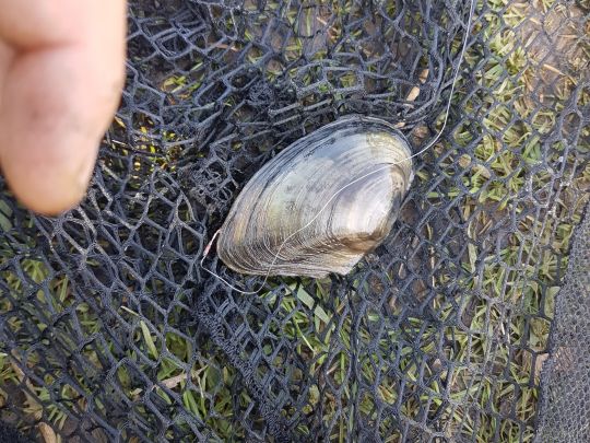 Gemeine Teichmuschel