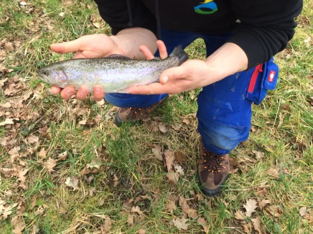 Regenbogenforelle