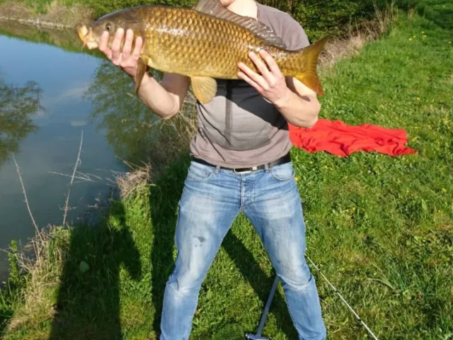 Karpfen