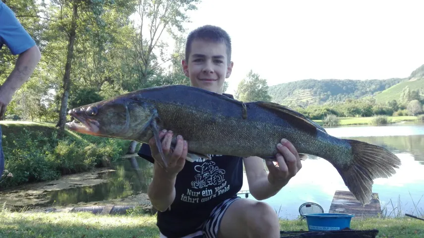 Zander