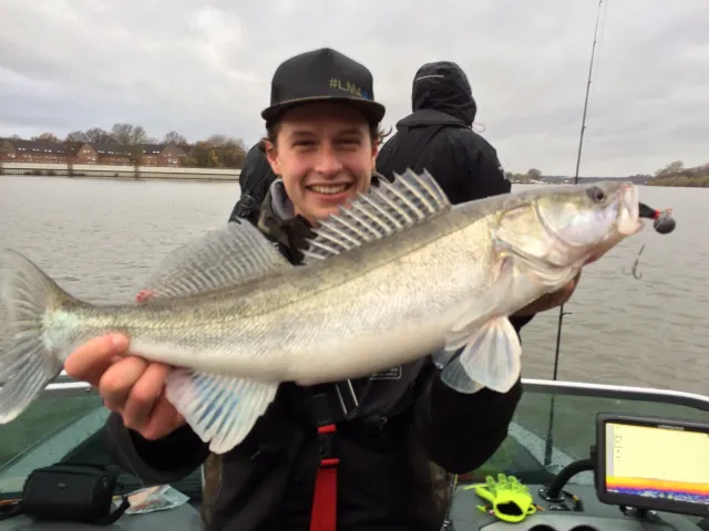 Zander