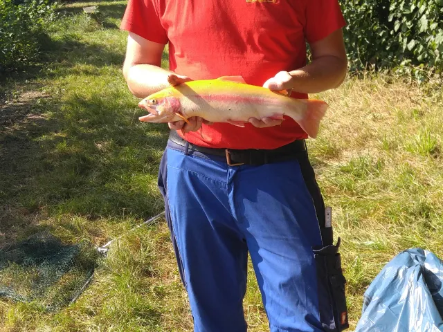 Goldforelle