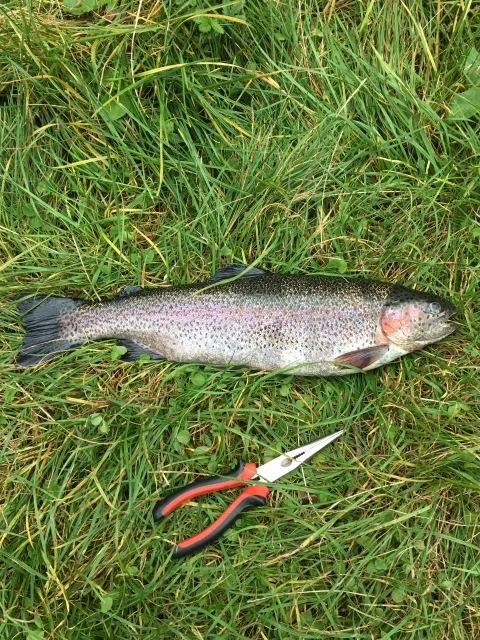 Regenbogenforelle