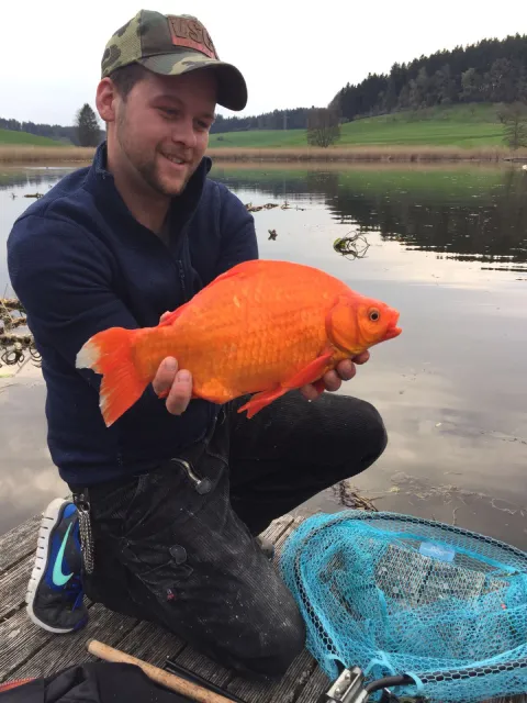Goldfisch