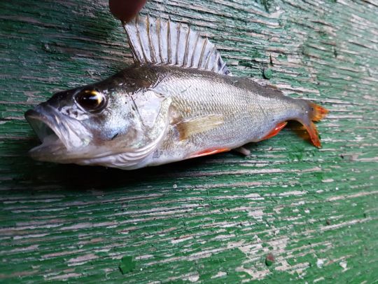 Flussbarsch-4