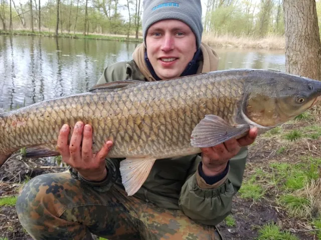 Graskarpfen
