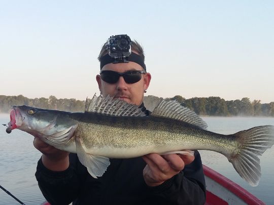 Zander