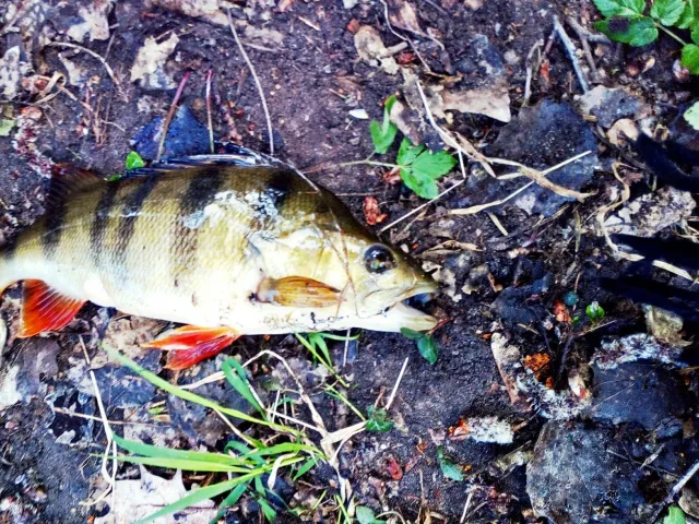 Flussbarsch